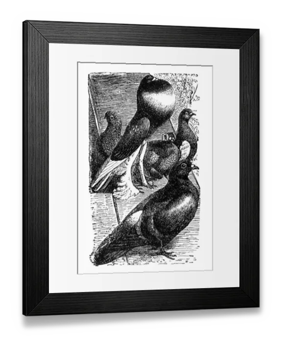 Framed Print : Pigeons. Illustration of a pigeons Framed Print : Pigeons. Illustration of a pigeons