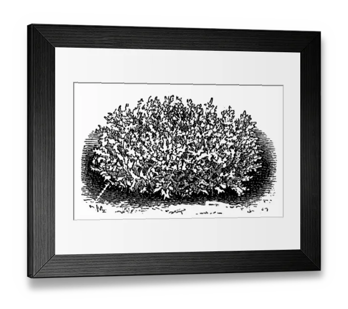Framed Print : Light green mossy dahlia Framed Print : Light green mossy dahlia