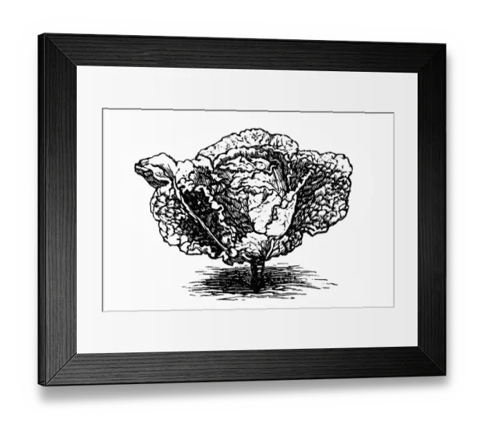 Framed Print : Early savoy cabbage Framed Print : Early savoy cabbage