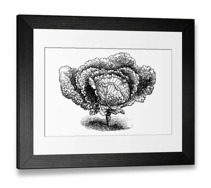 Framed Print : Later, large savoy cabbage