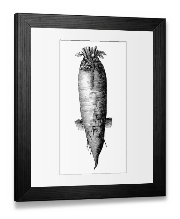 Framed Print : Red fodder beet Framed Print : Red fodder beet