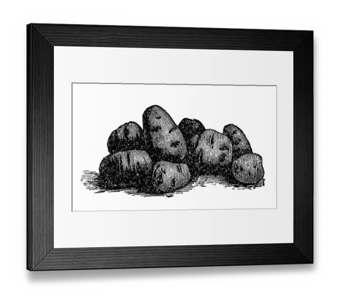 Framed Print : Potato. Illustration of a potato Framed Print : Potato. Illustration of a potato
