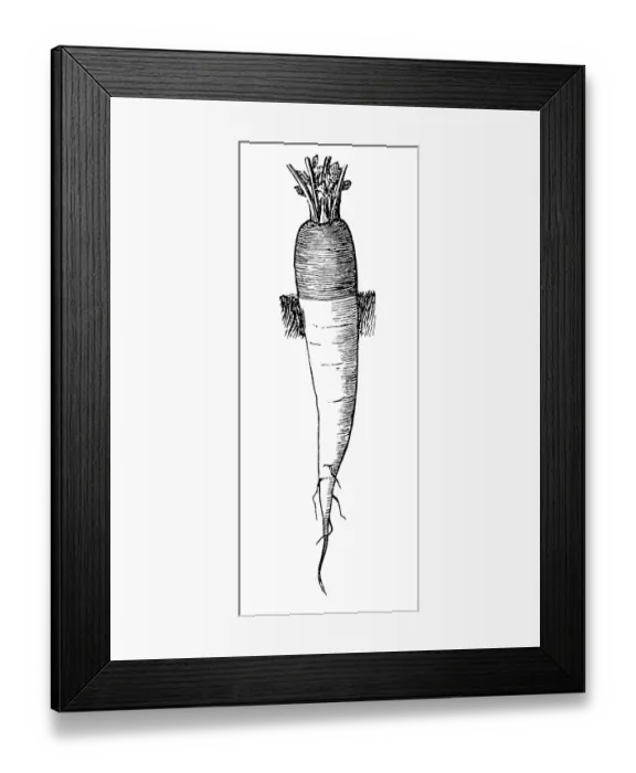 Framed Print : Green headed carrot with white meat Framed Print : Green headed carrot with white meat