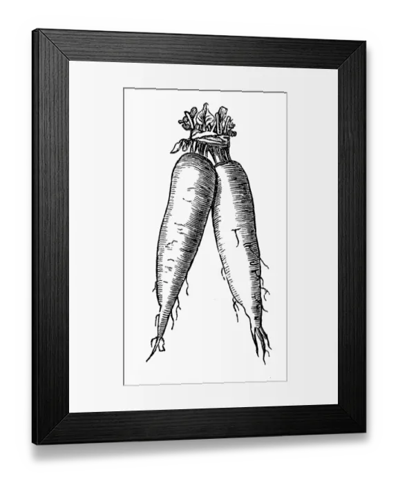 Framed Print : Turnip stern Framed Print : Turnip stern