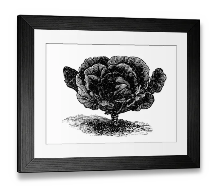 Framed Print : Black-red Erfurt cabbage Framed Print : Black-red Erfurt cabbage