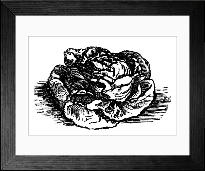 Framed Print : Earlier, golden yellow potash salad Framed Print : Earlier, golden yellow potash salad