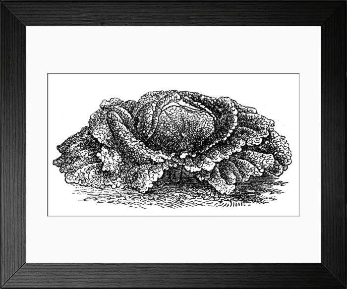 Framed Print : Savoy cabbage Framed Print : Savoy cabbage