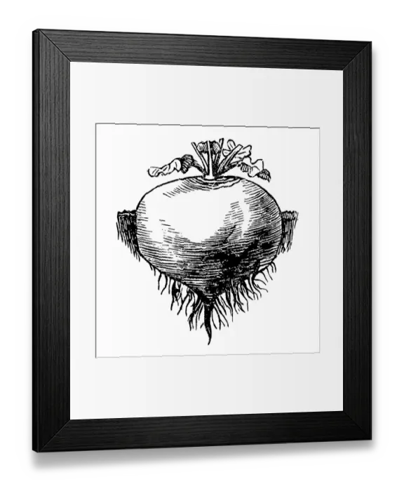 Framed Print : White, round turnips Framed Print : White, round turnips