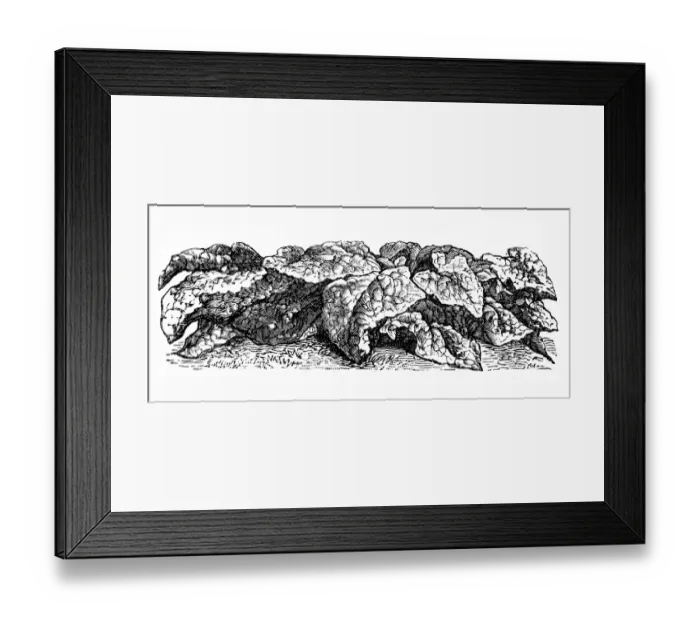 Framed Print : Monstrous spinach of Viroflay Framed Print : Monstrous spinach of Viroflay