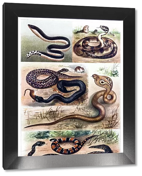 Snakes. Illustration of a snakes