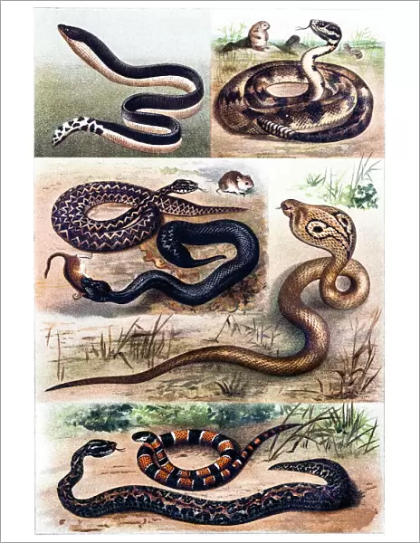 Snakes. Illustration of a snakes