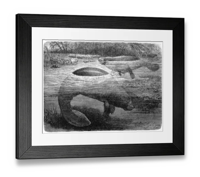 Framed Print : West Indian manatee (Trichechus manatus) Framed Print : West Indian manatee (Trichechus manatus)