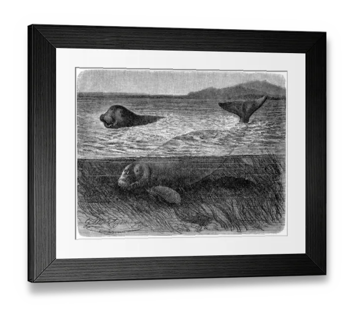 Framed Print : Dugong (halicore cetacea) Framed Print : Dugong (halicore cetacea)
