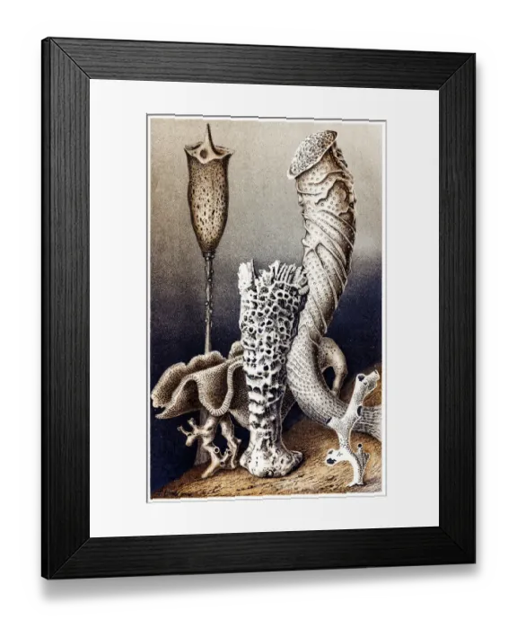 Framed Print : Hexactinellid sponges Framed Print : Hexactinellid sponges
