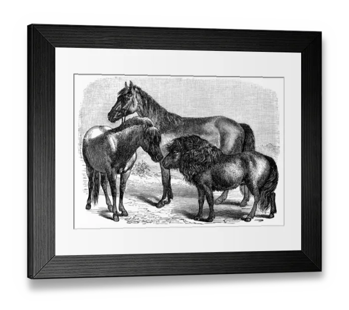 Framed Print : Swedish pony, Hungarian, Shetland pony Framed Print : Swedish pony, Hungarian, Shetland pony