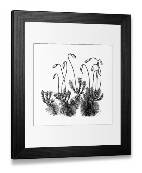 Framed Print : Anthoceros laevis Framed Print : Anthoceros laevis