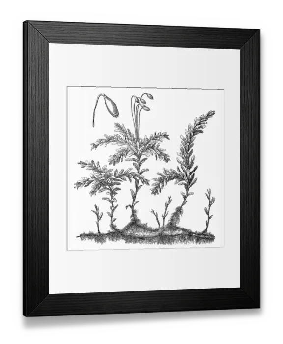 Framed Print : Plagiomnium undulatum Framed Print : Plagiomnium undulatum