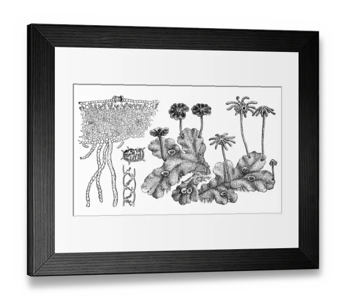 Framed Print : Marchantia polymorpha (common liverwort, umbrella liverwort) Framed Print : Marchantia polymorpha (common liverwort, umbrella liverwort)