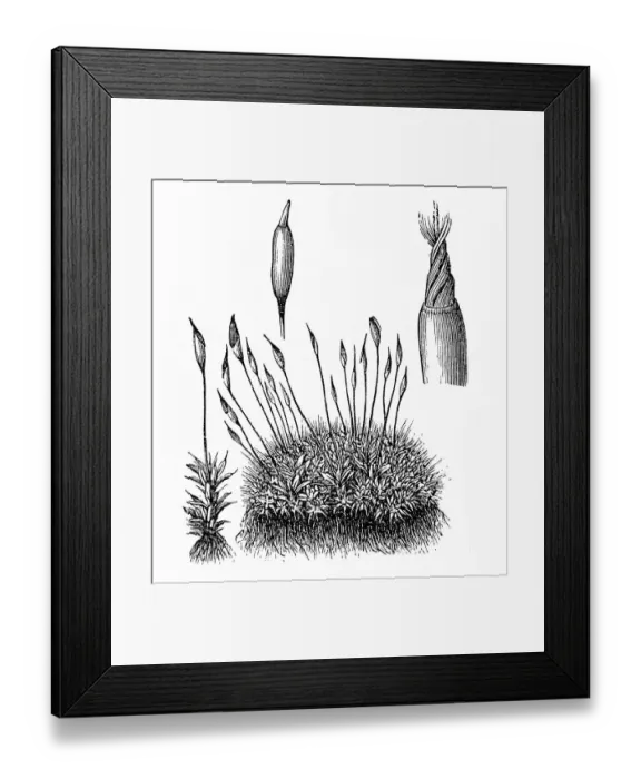 Framed Print : Marchantia polymorpha - Common Liverwort or Umbrella Liverwort Framed Print : Marchantia polymorpha - Common Liverwort or Umbrella Liverwort