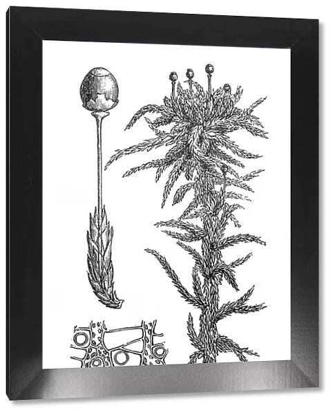 Sphagnum palustre (Sphagnum cymbifolium, prairie sphagnum or blunt-leaved bogmoss)