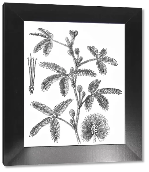 Mimosa pudica (sensitive plant, sleepy plant)