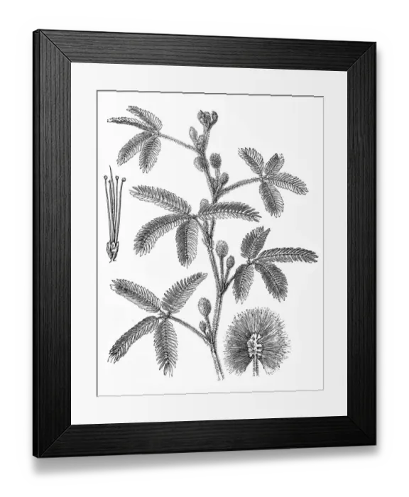 Framed Print : Mimosa pudica (sensitive plant, sleepy plant) Framed Print : Mimosa pudica (sensitive plant, sleepy plant)