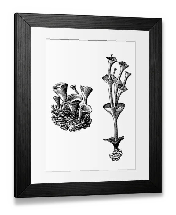 Framed Print : Cladonia pyxidata (pebbled pixie cup) Framed Print : Cladonia pyxidata (pebbled pixie cup)