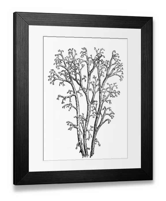 Framed Print : Cladonia rangiferina (reindeer lichen)