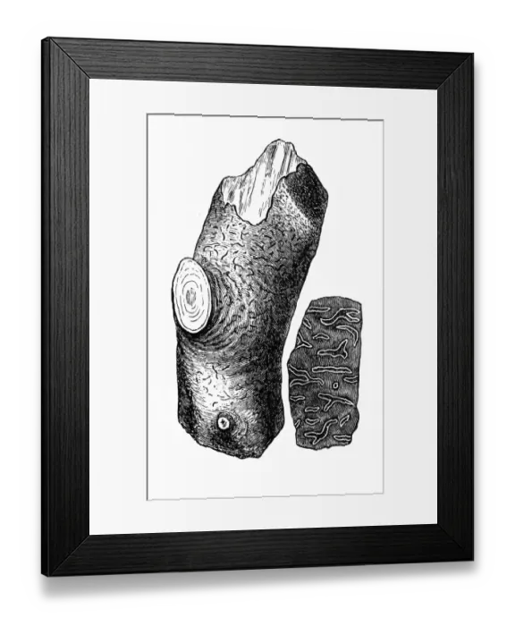 Framed Print : Script lichen, secret writing lichen (Graphis scripta) Framed Print : Script lichen, secret writing lichen (Graphis scripta)