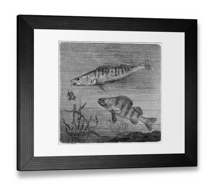 Framed Print : Zander (Sander lucioperca) and European perch(Perca fluviatilis) Framed Print : Zander (Sander lucioperca) and European perch(Perca fluviatilis)
