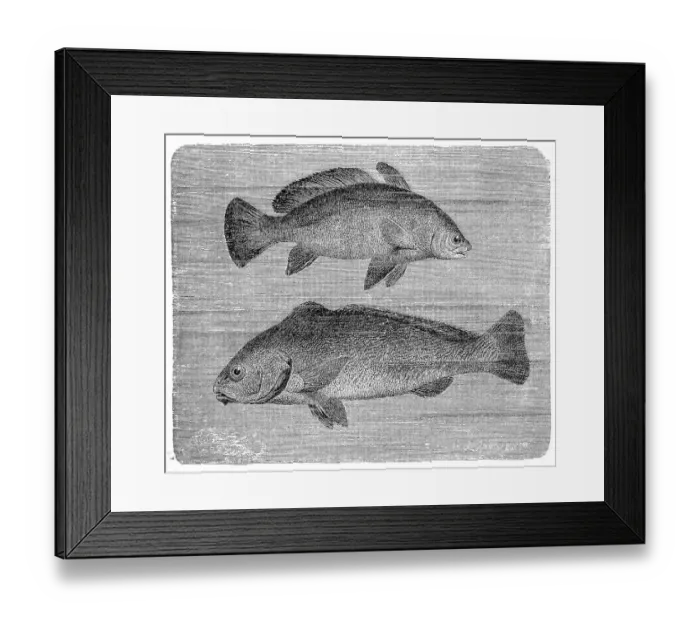 Framed Print : Brown meagre or corb (Sciaena umbra) and Umbrina Framed Print : Brown meagre or corb (Sciaena umbra) and Umbrina