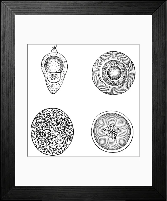 Framed Print : Various fish eggs Framed Print : Various fish eggs