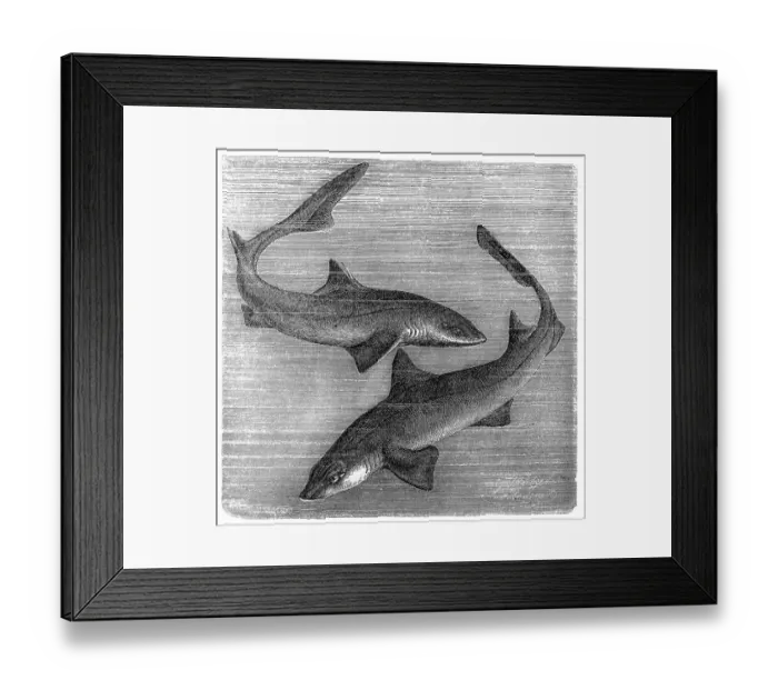 Framed Print : The common smooth-hound (Mustelus mustelus) and spiny dogfish, spurdog, mud shark, piked dogfish (Squalus acanthias) Framed Print : The common smooth-hound (Mustelus mustelus) and spiny dogfish, spurdog, mud shark, piked dogfish (Squalus acanthias)