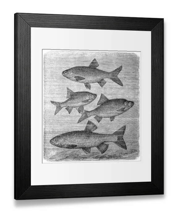 Framed Print : The ide (Leuciscus idus), common rudd (Scardinius erythrophthalmus), roach (Rutilus rutilus), chub (Squalius cephalus) Framed Print : The ide (Leuciscus idus), common rudd (Scardinius erythrophthalmus), roach (Rutilus rutilus), chub (Squalius cephalus)
