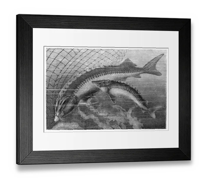 Framed Print : Beluga sturgeon (left) and European sturgeon Framed Print : Beluga sturgeon (left) and European sturgeon