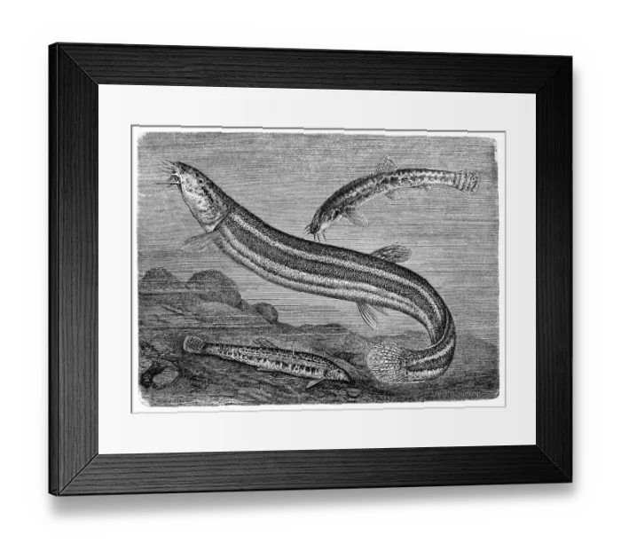 Framed Print : European loach (Barbatula barbatula) and loach (Misgurnis fossilis) Framed Print : European loach (Barbatula barbatula) and loach (Misgurnis fossilis)