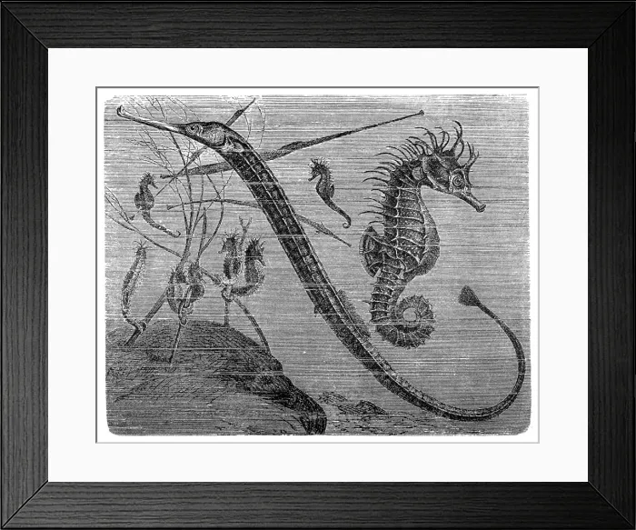 Framed Print : Greater pipefish and short-snouted seahorse Framed Print : Greater pipefish and short-snouted seahorse