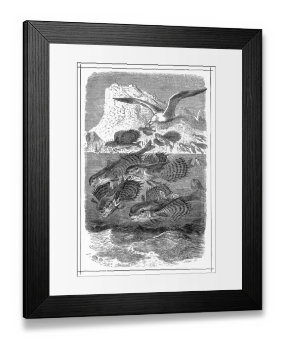Framed Print : Flying gurnard (Dactylopterus volitans) Framed Print : Flying gurnard (Dactylopterus volitans)