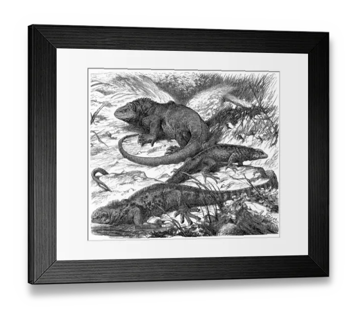 Framed Print : Floreana lava lizard (Microlophus grayii), Galapagos land iguana (Conolophus subcristatus) Framed Print : Floreana lava lizard (Microlophus grayii), Galapagos land iguana (Conolophus subcristatus)