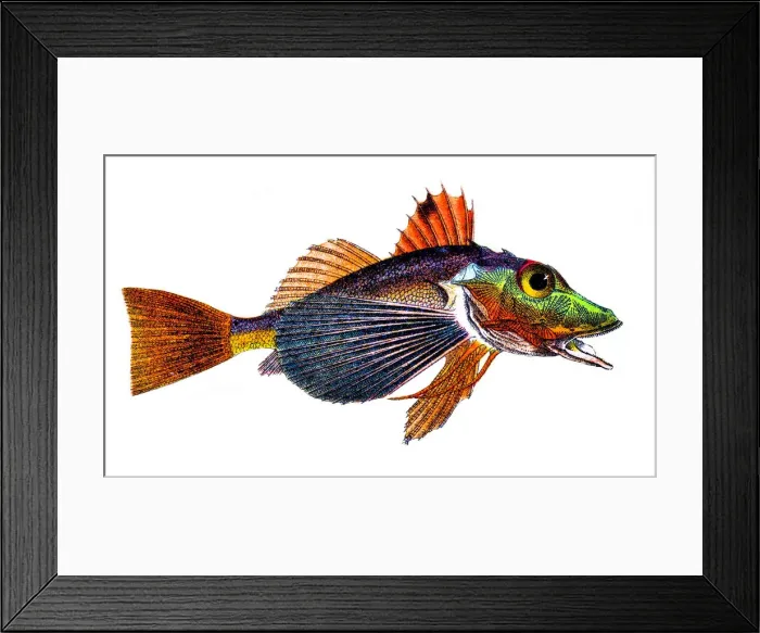 Framed Print : American gurnard (Prionotus tribulus) Framed Print : American gurnard (Prionotus tribulus)