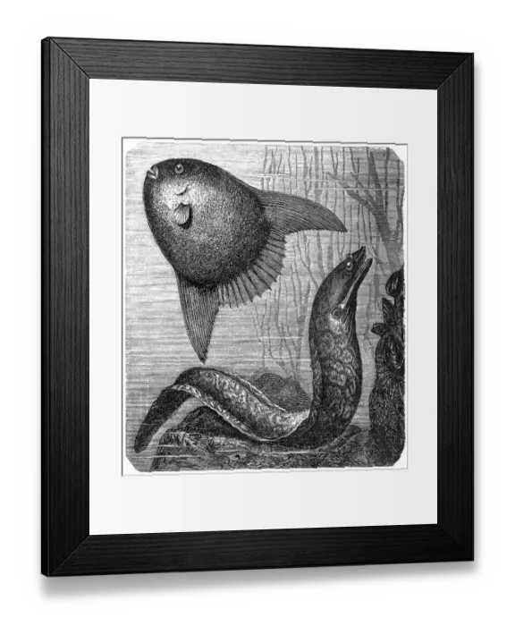 Framed Print : Sharptail mola (orthagoriscus mola) and Muraena helena Framed Print : Sharptail mola (orthagoriscus mola) and Muraena helena