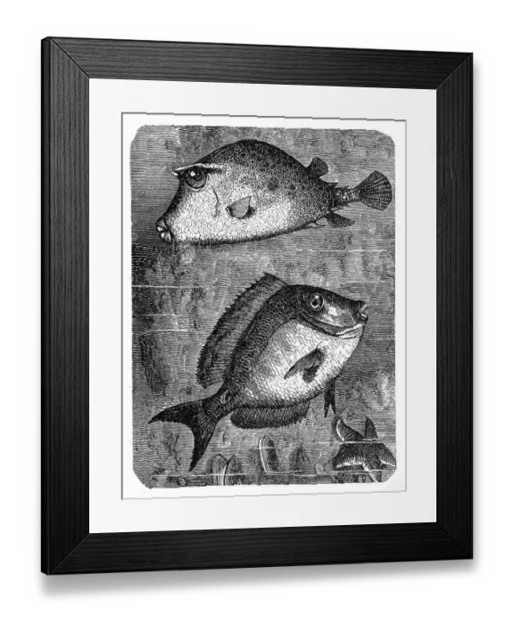 Framed Print : The scrawled cowfish (ostracion quadricornis) and Doctorfish (Acanthurus chirurgus) Framed Print : The scrawled cowfish (ostracion quadricornis) and Doctorfish (Acanthurus chirurgus)