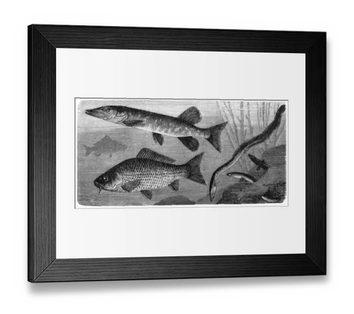 Framed Print : The European eel (Anguilla anguilla), common carp or European carp (Cyprinus carpio), northern pike (Esox lucius) Framed Print : The European eel (Anguilla anguilla), common carp or European carp (Cyprinus carpio), northern pike (Esox lucius)