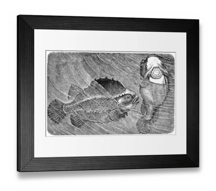 Framed Print : The lumpsucker or lumpfish (Cyclopterus lumpus) Framed Print : The lumpsucker or lumpfish (Cyclopterus lumpus)