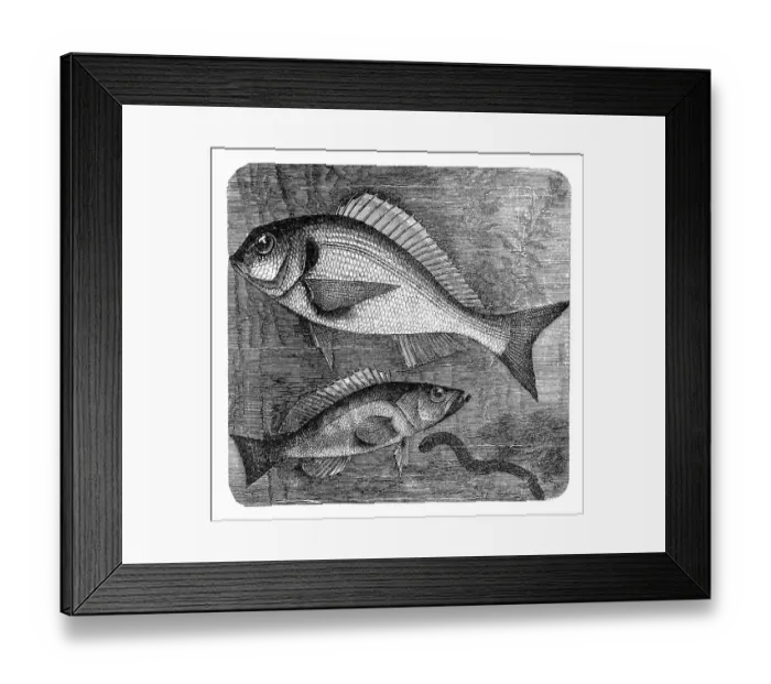 Framed Print : The gilt-head (sea) bream (Sparus aurata) and Comber (Serranus cabrilla) Framed Print : The gilt-head (sea) bream (Sparus aurata) and Comber (Serranus cabrilla)