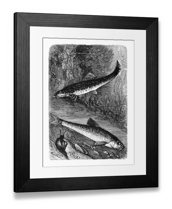 Framed Print : Gudgeon (Gobio gobio) or stone loach (Barbatula barbatula) Framed Print : Gudgeon (Gobio gobio) or stone loach (Barbatula barbatula)