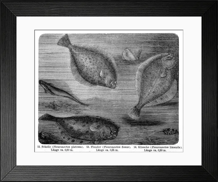 Framed Print : The European plaice (Pleuronectes platessa), European flounder (Platichthys flesus), common dab (Limanda limanda) Framed Print : The European plaice (Pleuronectes platessa), European flounder (Platichthys flesus), common dab (Limanda limanda)