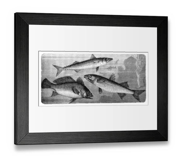 Framed Print : Brown meagre or corb (Sciaena umbra), Scomber, flathead grey mullet (Mugil cephalus) Framed Print : Brown meagre or corb (Sciaena umbra), Scomber, flathead grey mullet (Mugil cephalus)