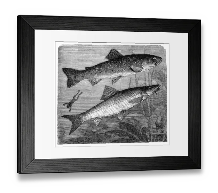 Framed Print : The brown trout (Salmo trutta) and Cyprinidae Framed Print : The brown trout (Salmo trutta) and Cyprinidae