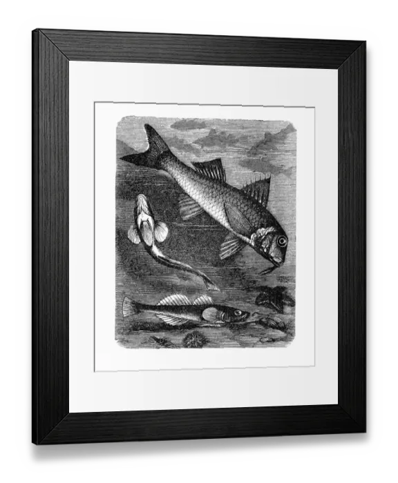 Framed Print : The red mullet (Mullus barbatus) and black goby (Gobius niger) Framed Print : The red mullet (Mullus barbatus) and black goby (Gobius niger)